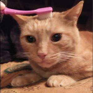 Meet your Posher, Cora